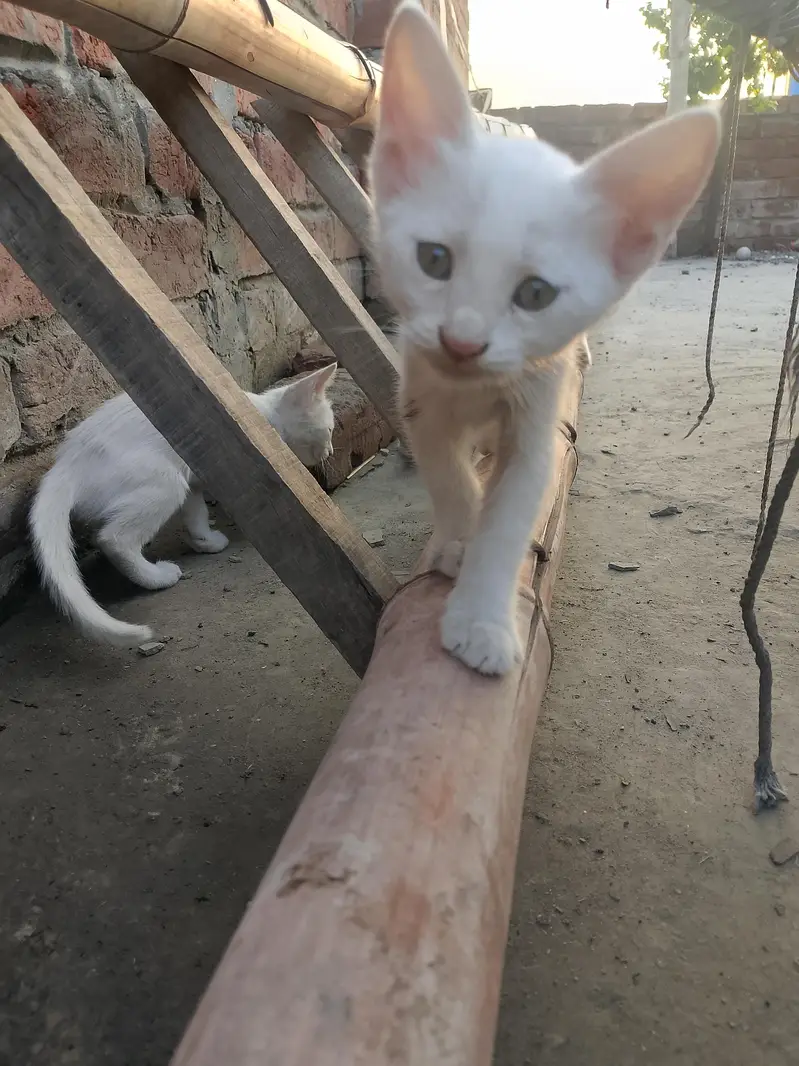 white babies cats — photo 4