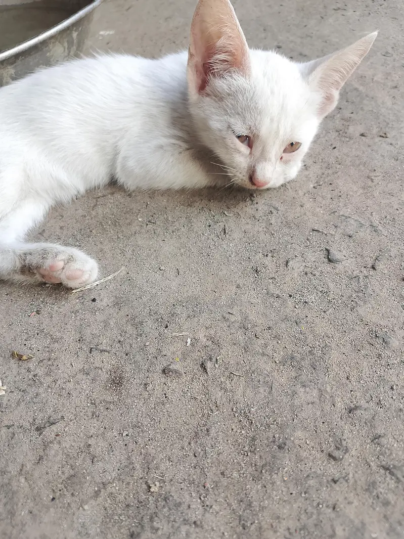 white babies cats — photo 6