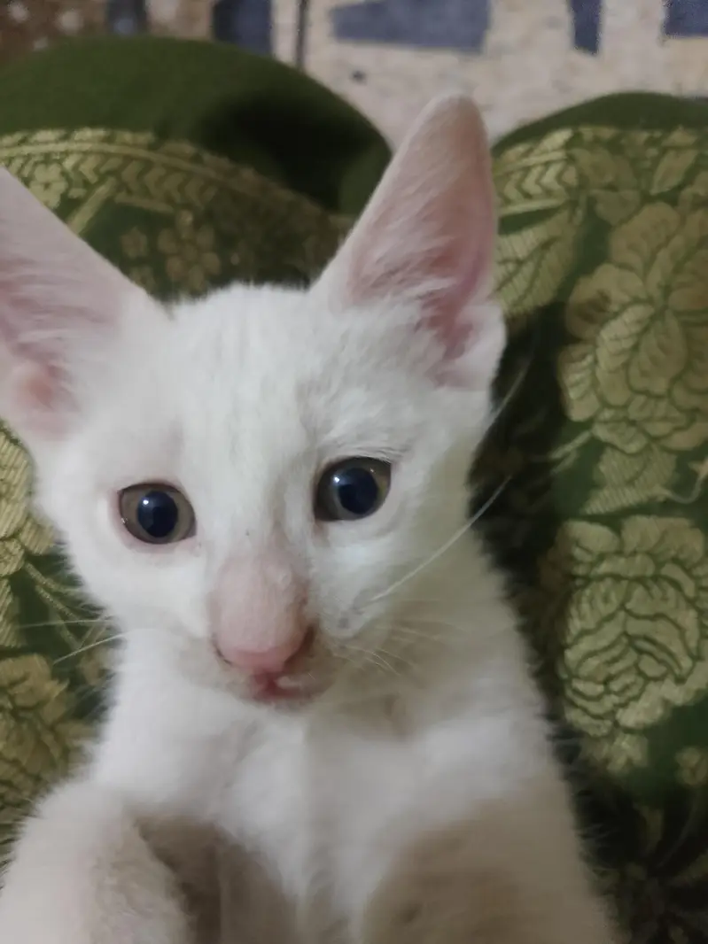 white babies cats — photo 7