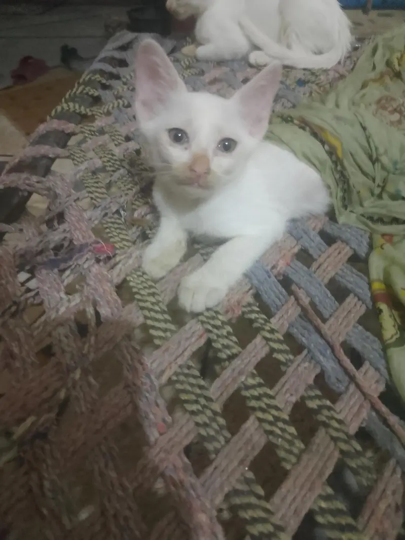 white babies cats — photo 8