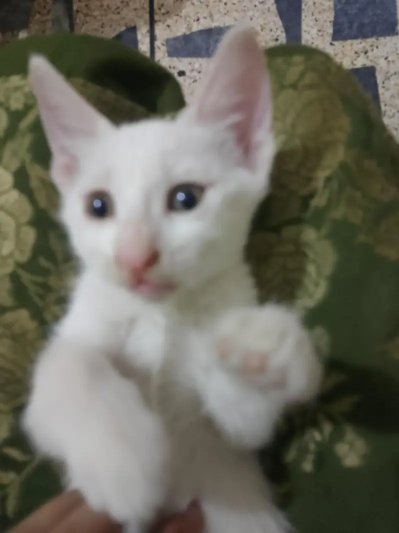 white babies cats — photo 9