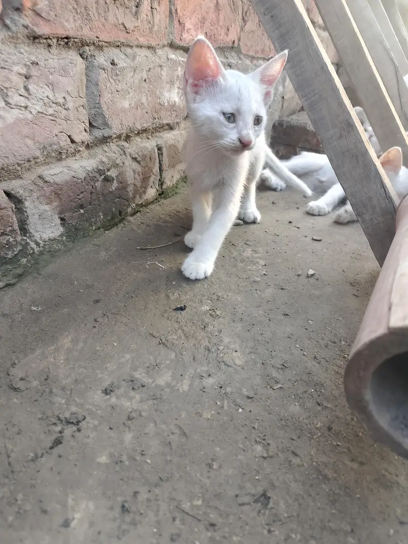 white babies cats — photo 10