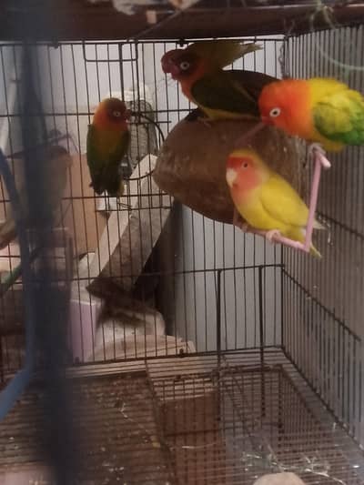 Love birds