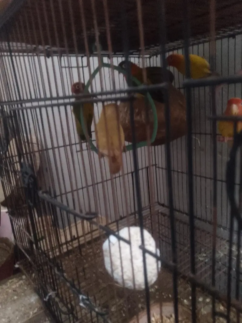 Love birds — photo 2
