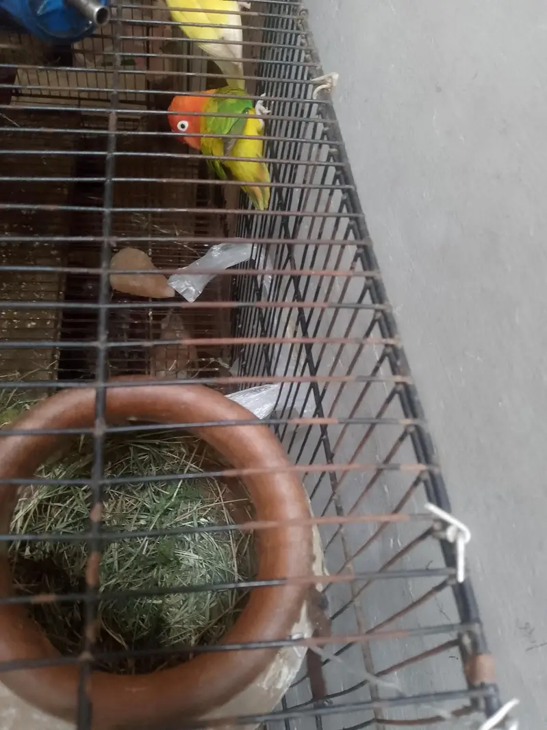 Love birds — photo 3