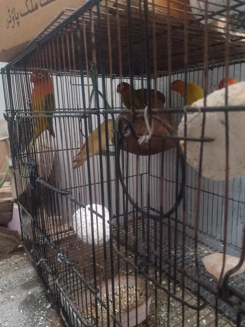 Love birds — photo 5