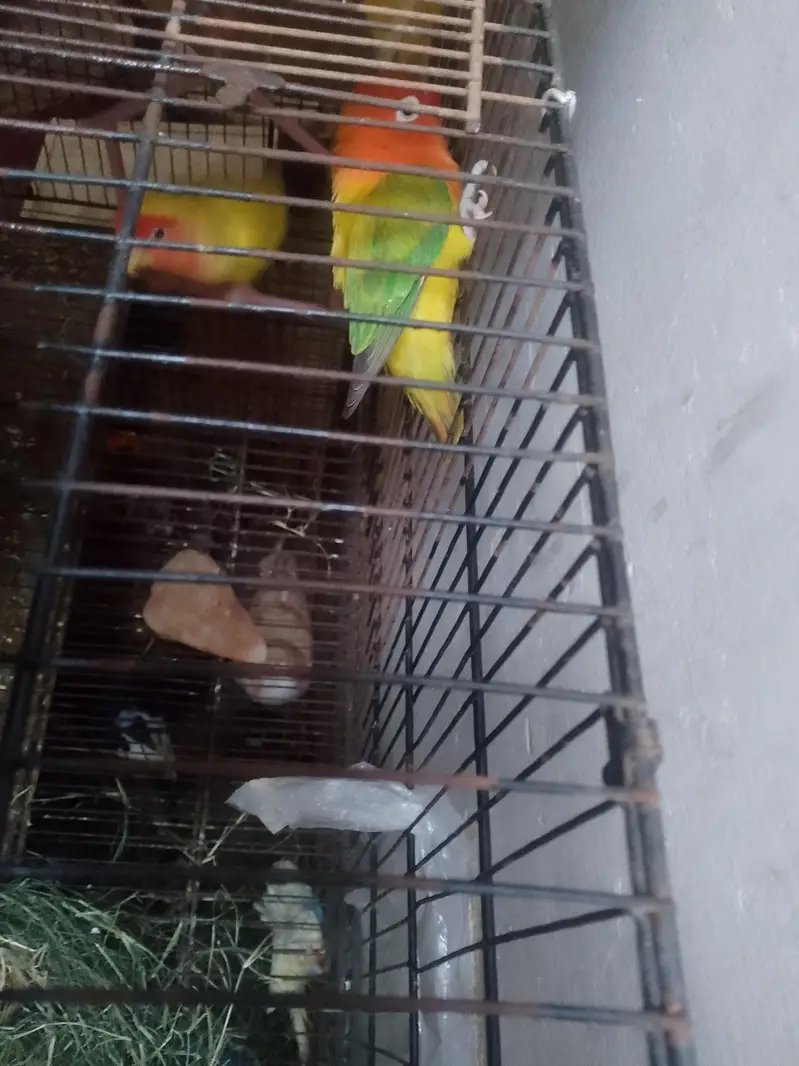 Love birds — photo 6