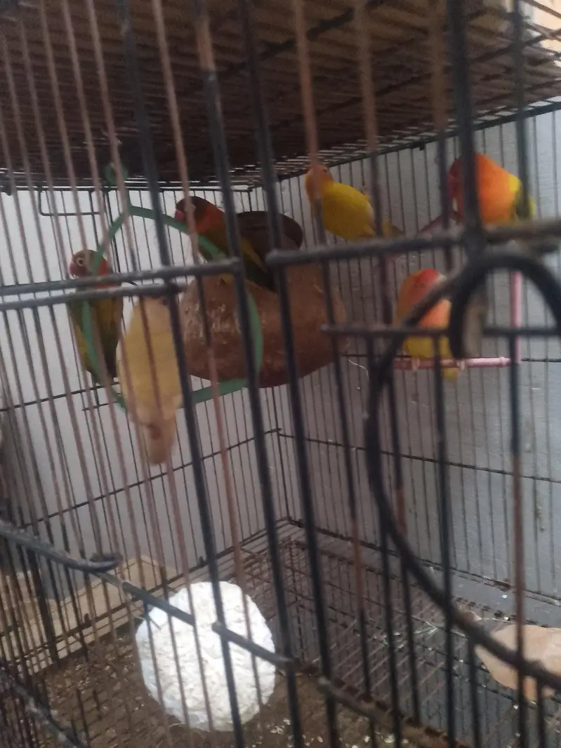 Love birds — photo 7