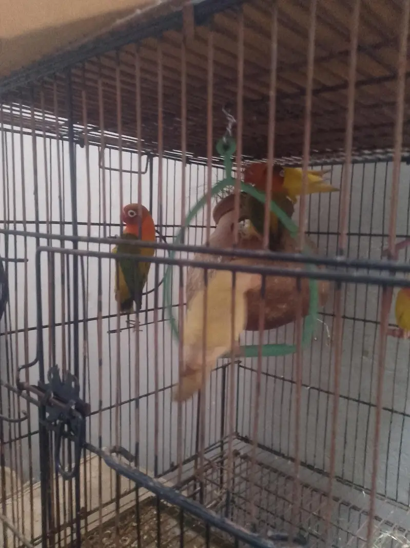 Love birds — photo 8