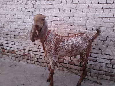 desi Bakra for Sale Mashallah/03490704921