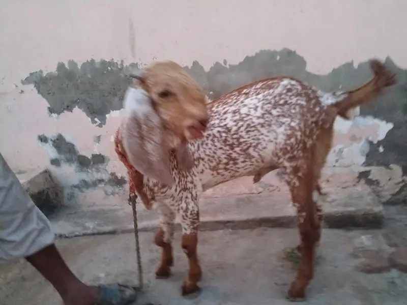 desi Bakra for Sale Mashallah/03490704921 — photo 2
