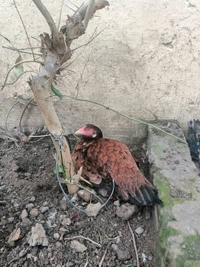 all birds for sale