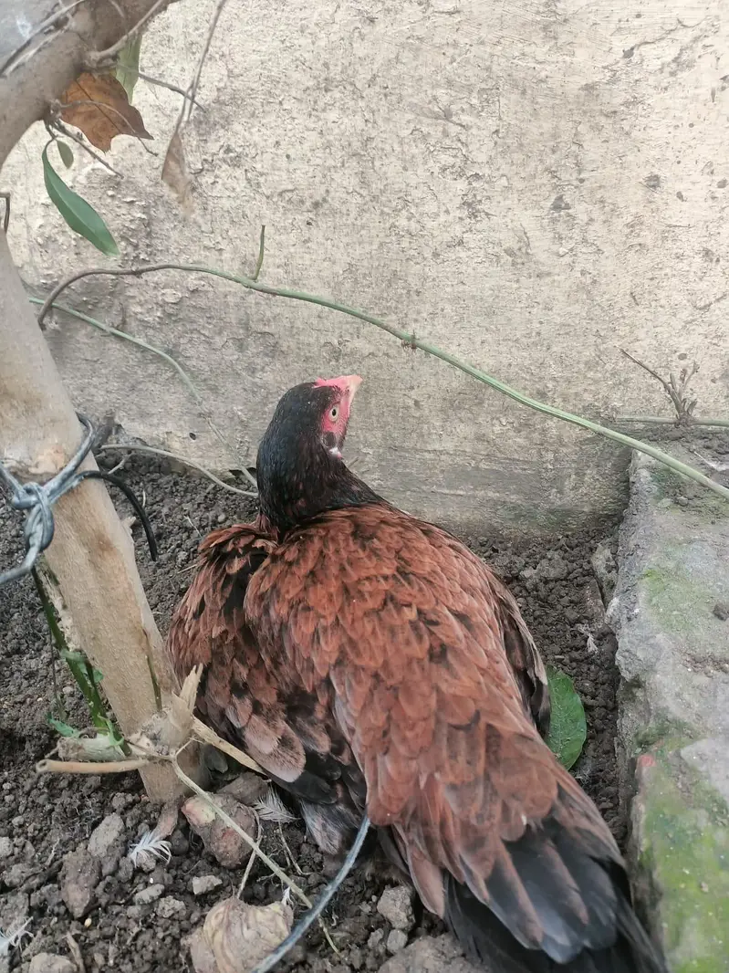 all birds for sale — photo 2