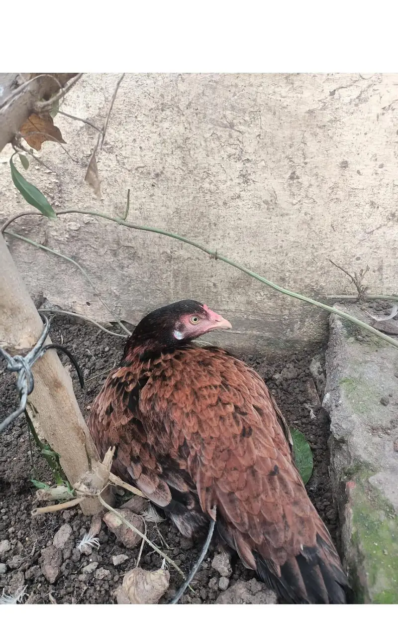 all birds for sale — photo 3