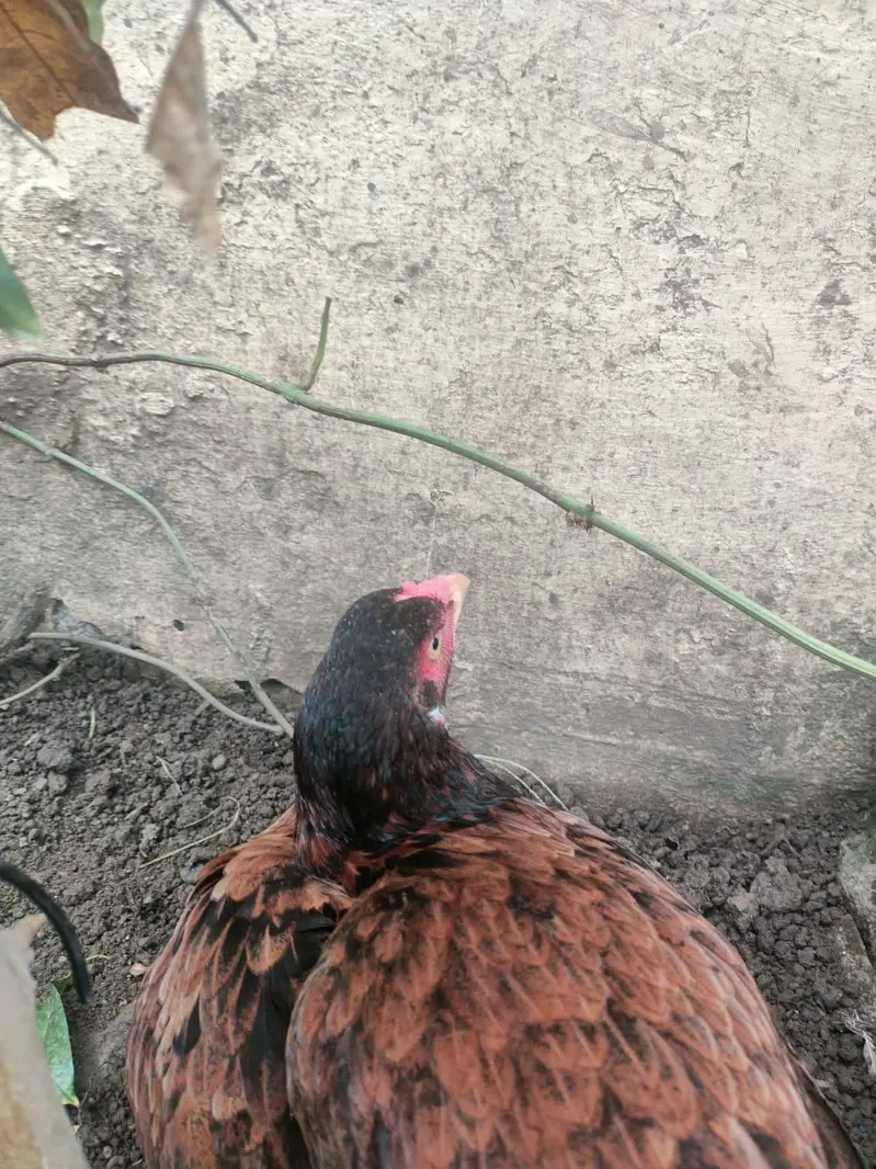 all birds for sale — photo 4