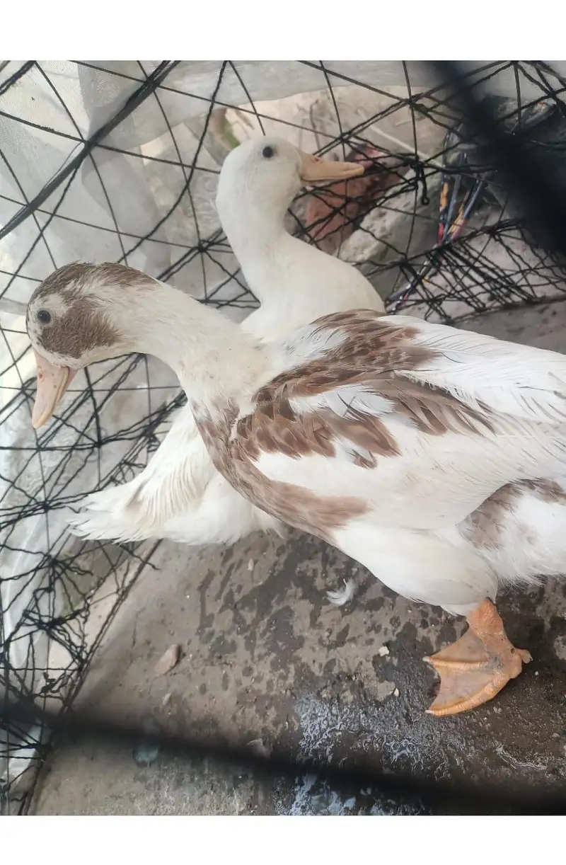 all birds for sale — photo 5