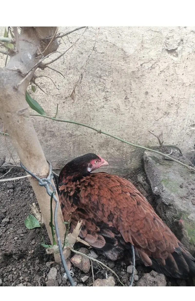 all birds for sale — photo 6