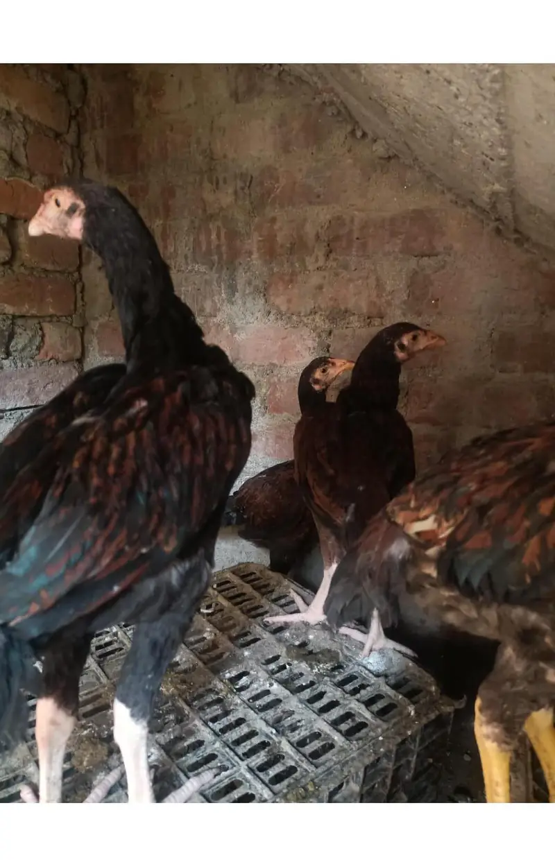 all birds for sale — photo 7