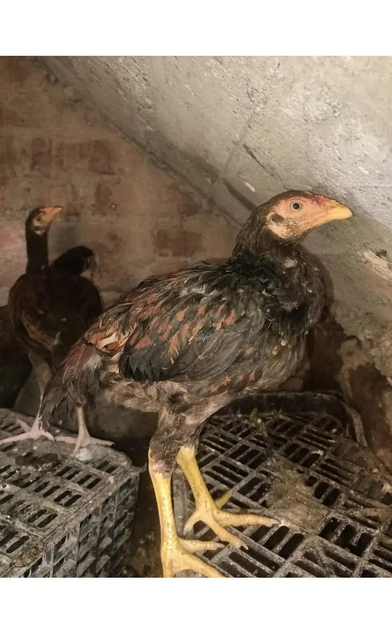 all birds for sale — photo 8