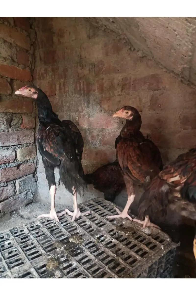 all birds for sale — photo 9