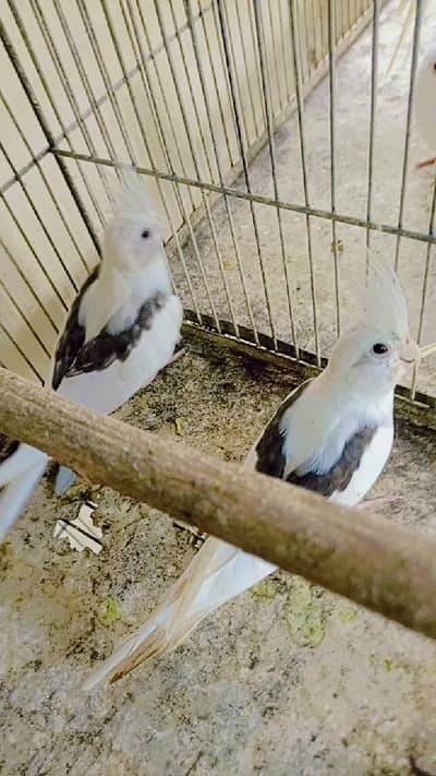 v pied breeder pair. . 03462099636.