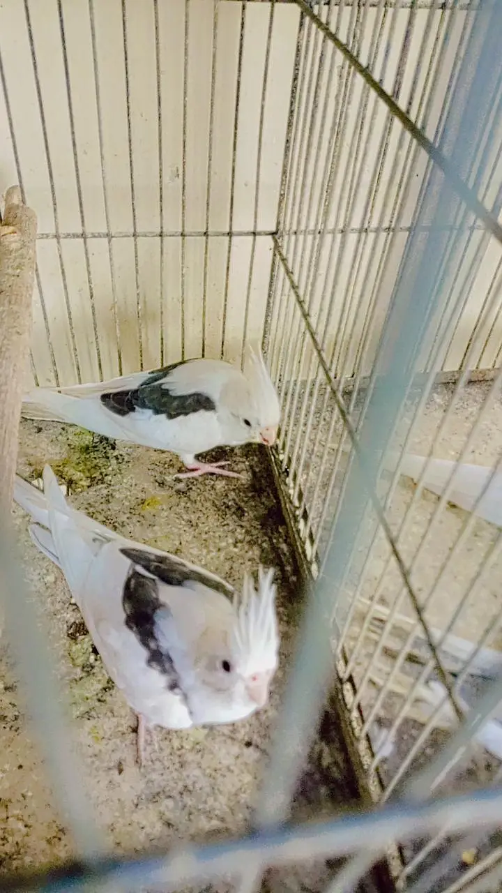v pied breeder pair. . 03462099636. — photo 2