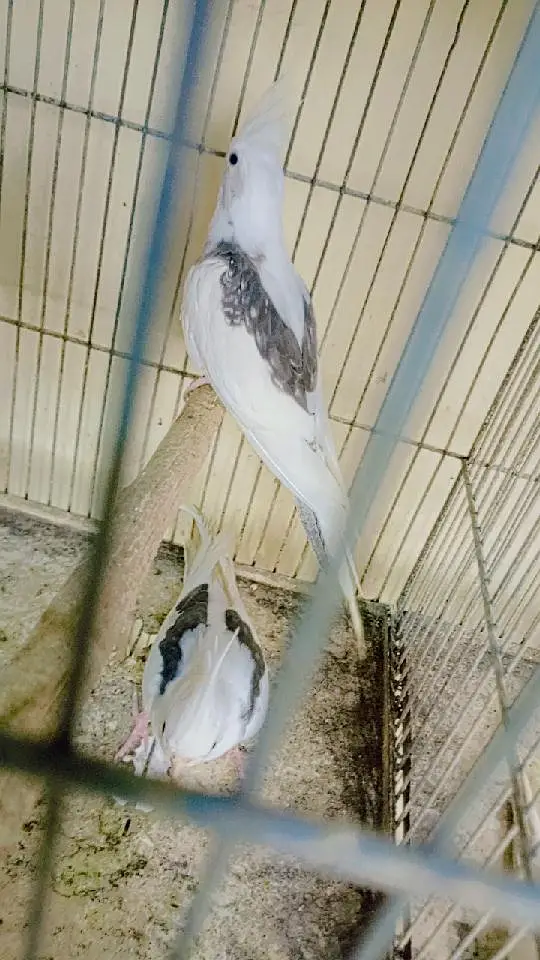 v pied breeder pair. . 03462099636. — photo 3