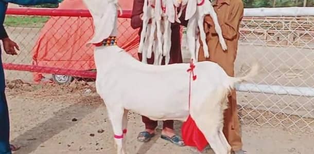 gulabi Bakri for Sale Mashallah Call  03490704921