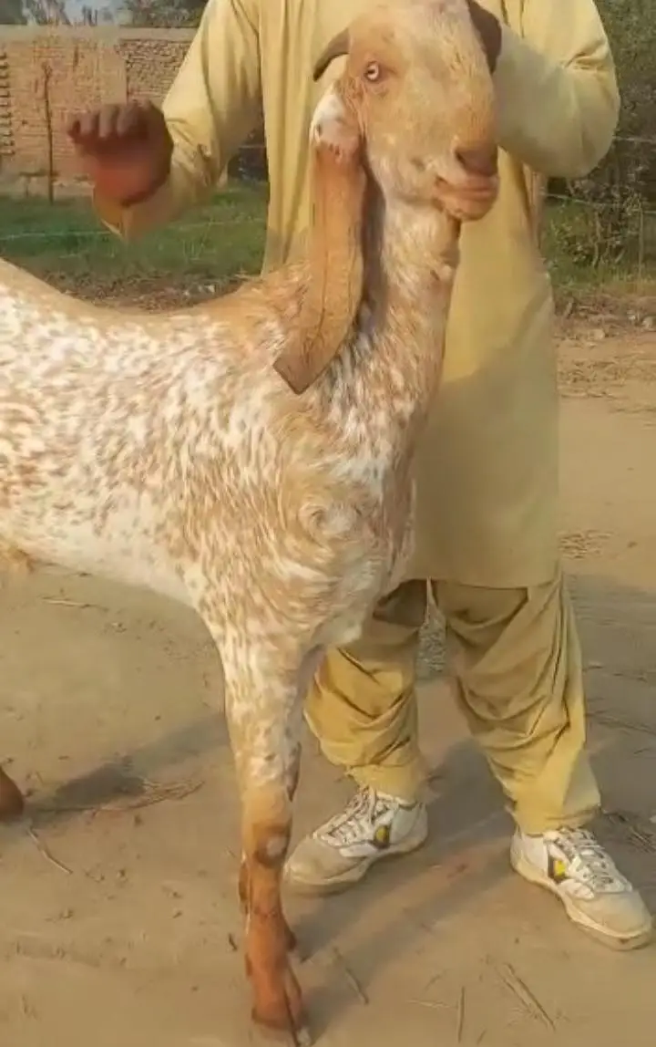 gulabi Bakri for Sale Mashallah Call  03490704921 — photo 2