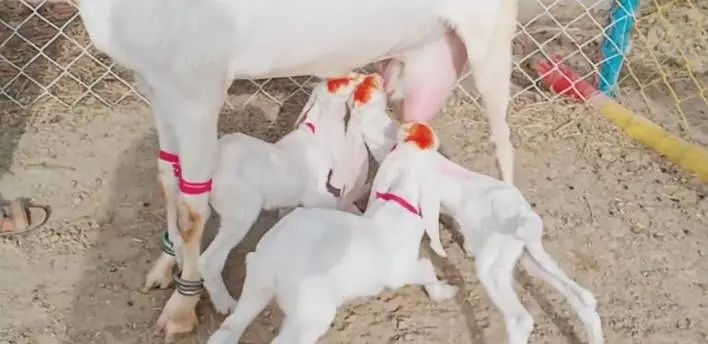 gulabi Bakri for Sale Mashallah Call  03490704921 — photo 3