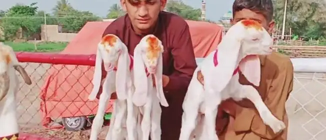gulabi Bakri for Sale Mashallah Call  03490704921 — photo 4