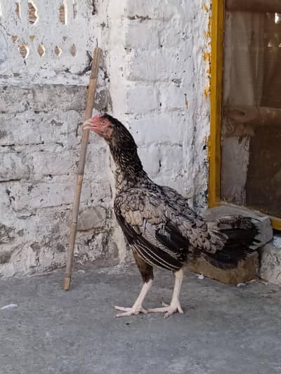 White nok nali Murgi for sale