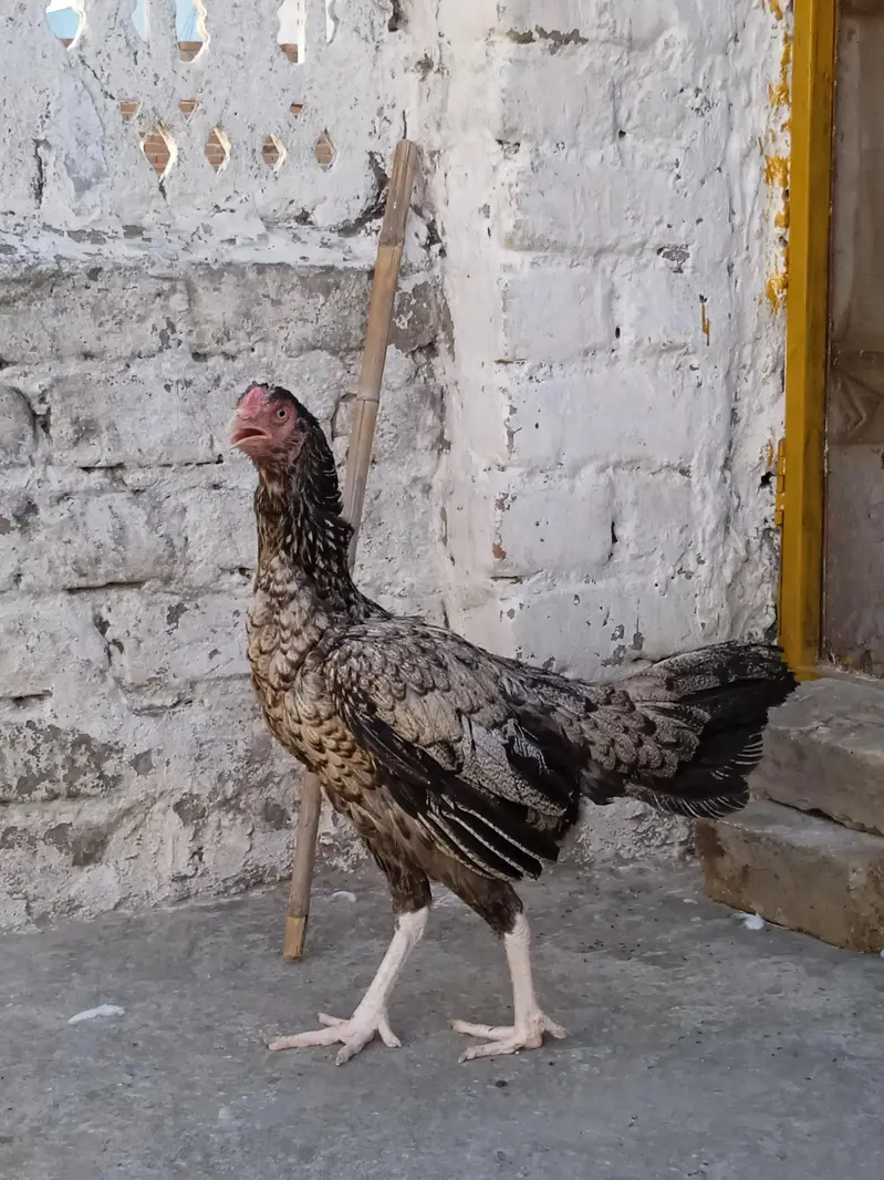 White nok nali Murgi for sale — photo 2