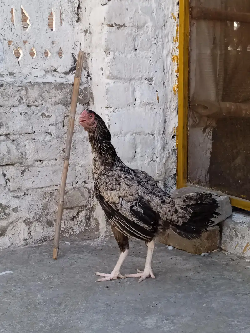 White nok nali Murgi for sale — photo 3
