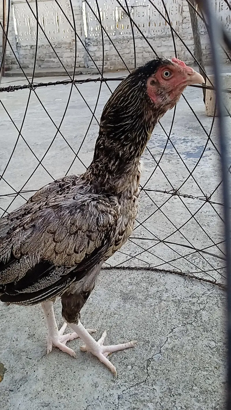 White nok nali Murgi for sale — photo 8