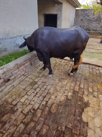 Buffalo for milk for sale
