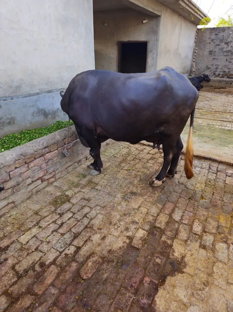 Buffalo for milk for sale — photo 2