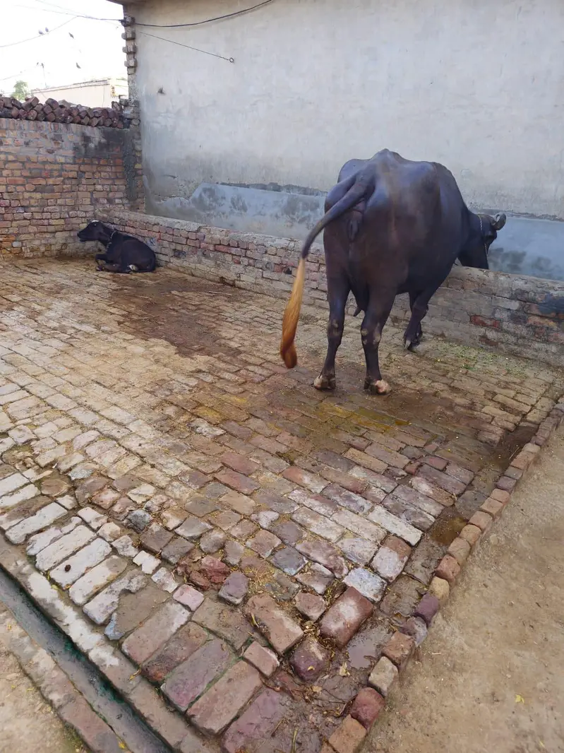 Buffalo for milk for sale — photo 6