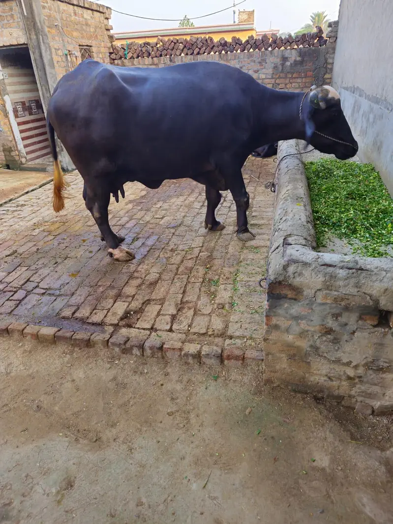 Buffalo for milk for sale — photo 8