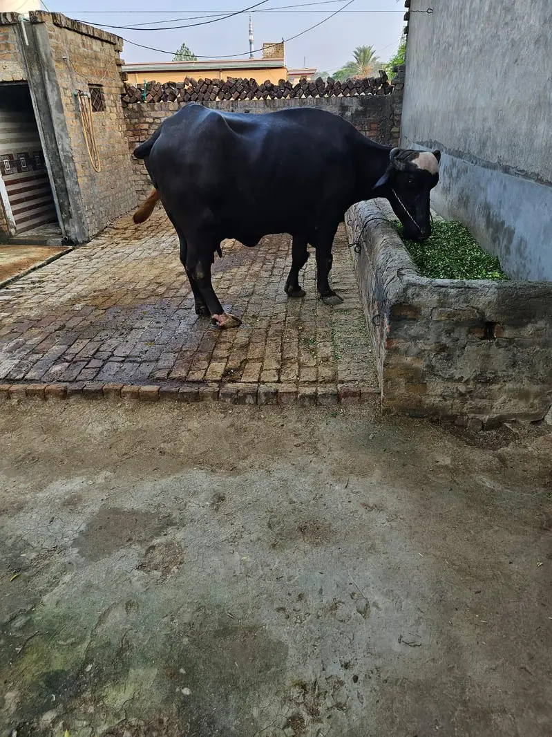 Buffalo for milk for sale — photo 9
