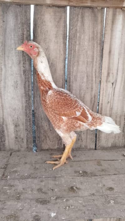 Sindhi pathi Ready to breed