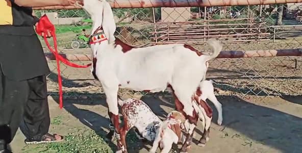 desi Bakri for Sale Call 03490704921