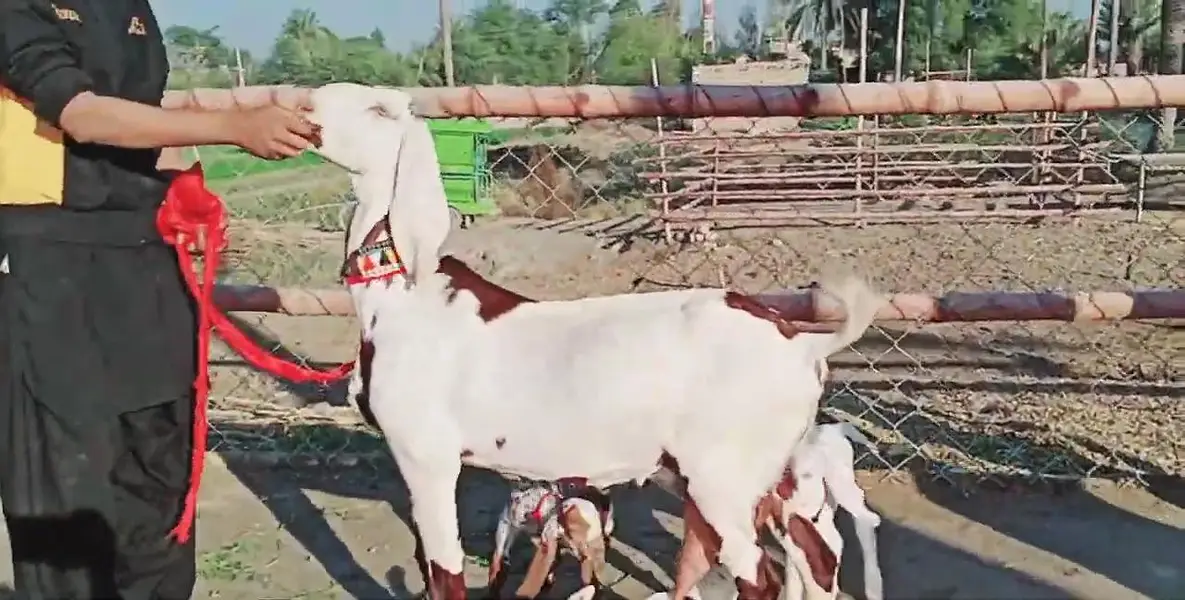 desi Bakri for Sale Call 03490704921 — photo 2