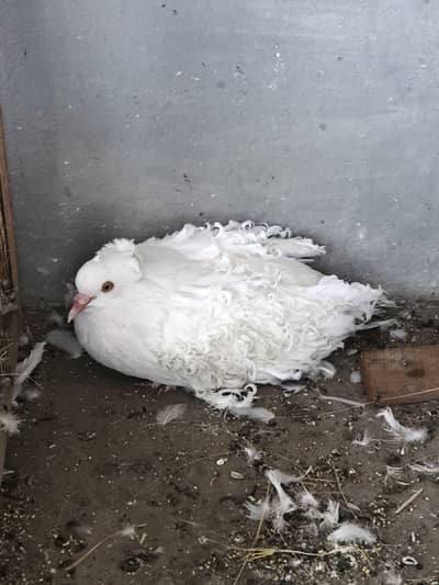Frilll male for sale and  gray  flying male pigeon for sale
