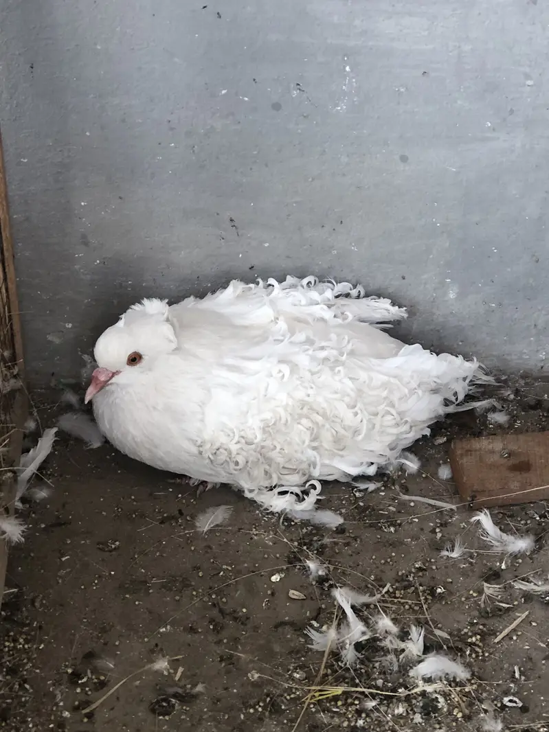 Frilll male for sale and  gray  flying male pigeon for sale