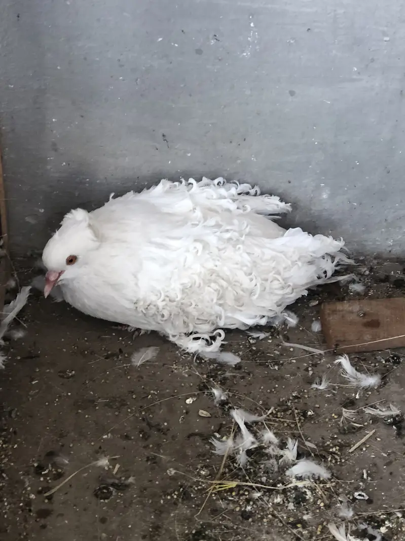 Frilll male for sale and  gray  flying male pigeon for sale — photo 2