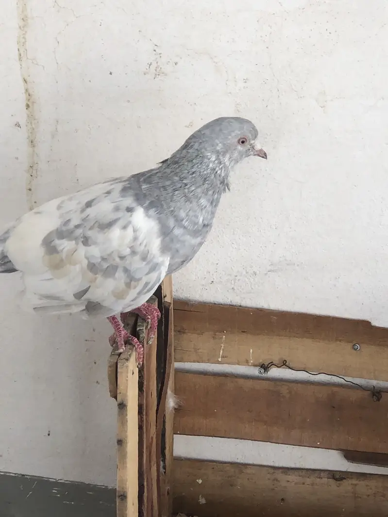 Frilll male for sale and  gray  flying male pigeon for sale — photo 3