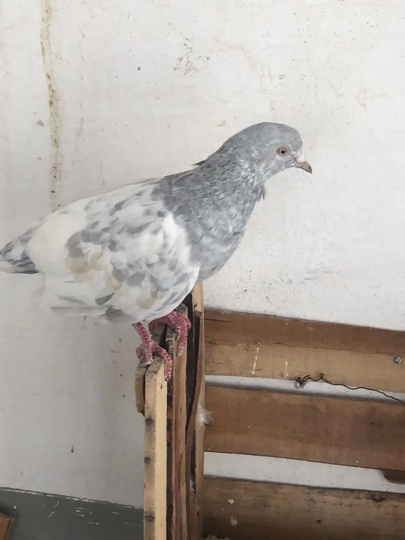 Frilll male for sale and  gray  flying male pigeon for sale — photo 4