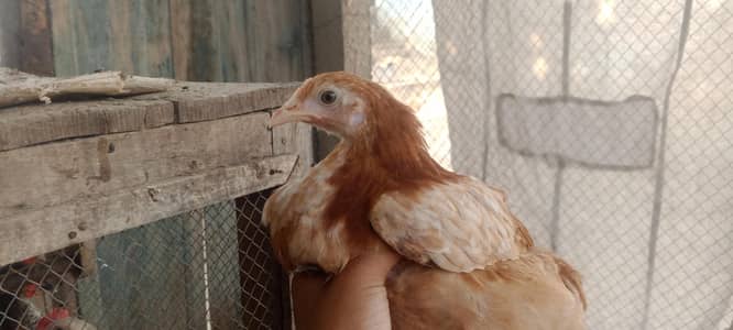 golden misri chicks for sale