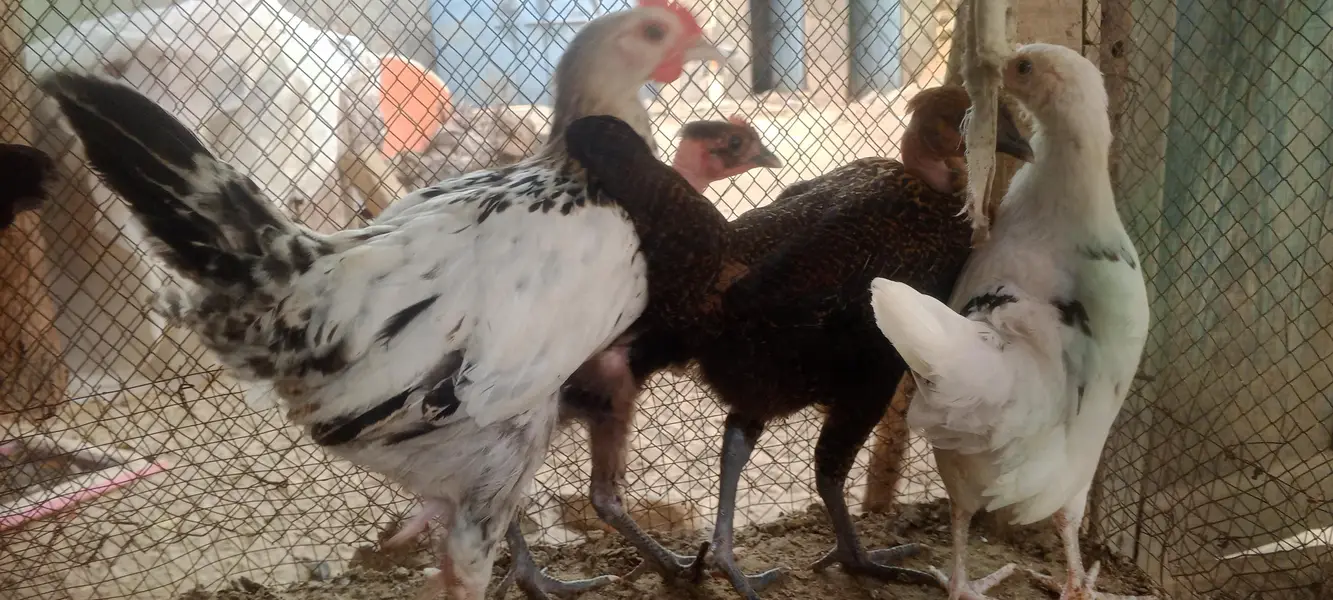 golden misri chicks for sale — photo 2